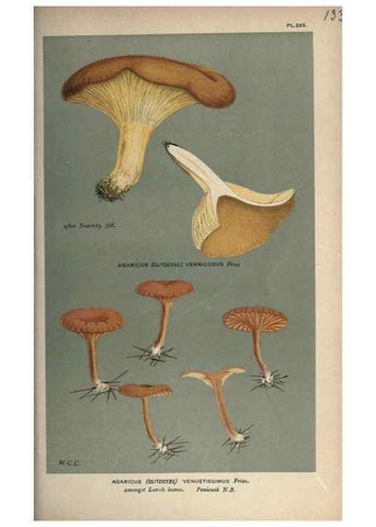 Reproducción/Reproduction 8163918391: Illustrations of British Fungi (Hymenomycetes), to serve as an atlas to the ""Handbook of British Fungi"".. LondonWilliams and Norgate1881-91