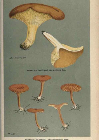Reproducción/Reproduction 8163918391: Illustrations of British Fungi (Hymenomycetes), to serve as an atlas to the ""Handbook of British Fungi"".. LondonWilliams and Norgate1881-91
