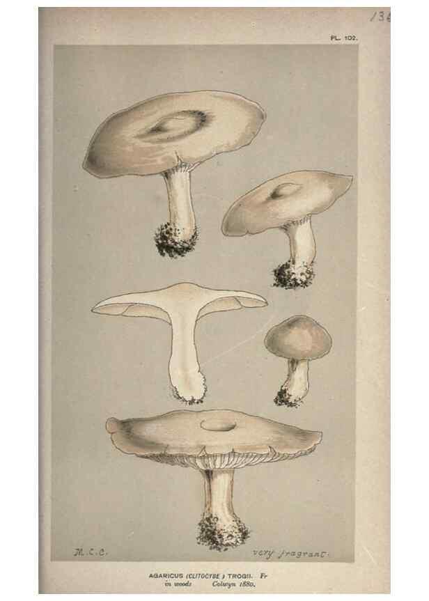 Reproducción/Reproduction 8163953358: Illustrations of British Fungi (Hymenomycetes), to serve as an atlas to the ""Handbook of British Fungi"".. LondonWilliams and Norgate1881-91