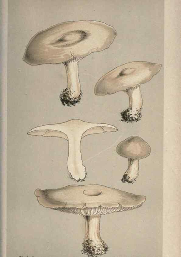 Reproducción/Reproduction 8163953358: Illustrations of British Fungi (Hymenomycetes), to serve as an atlas to the ""Handbook of British Fungi"".. LondonWilliams and Norgate1881-91