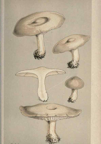 Reproducción/Reproduction 8163953358: Illustrations of British Fungi (Hymenomycetes), to serve as an atlas to the ""Handbook of British Fungi"".. LondonWilliams and Norgate1881-91