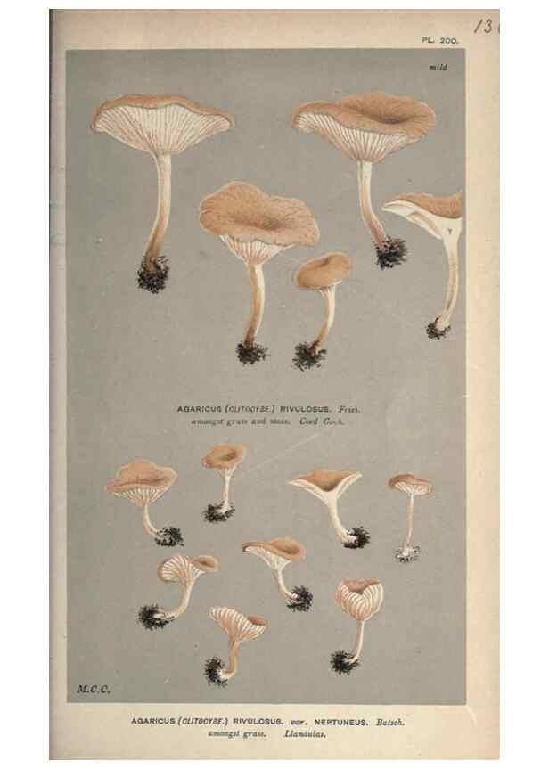 Reproducción/Reproduction 8163919745: Illustrations of British Fungi (Hymenomycetes), to serve as an atlas to the ""Handbook of British Fungi"".. LondonWilliams and Norgate1881-91