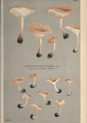 Reproducción/Reproduction 8163919745: Illustrations of British Fungi (Hymenomycetes), to serve as an atlas to the ""Handbook of British Fungi"".. LondonWilliams and Norgate1881-91