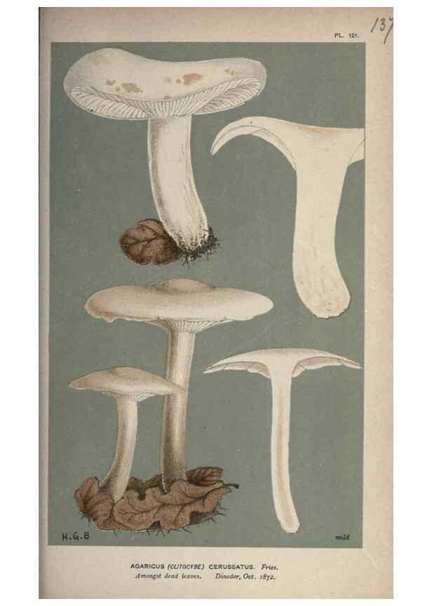 Reproducción/Reproduction 8163920149: Illustrations of British Fungi (Hymenomycetes), to serve as an atlas to the ""Handbook of British Fungi"".. LondonWilliams and Norgate1881-91