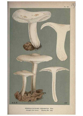 Reproducción/Reproduction 8163920149: Illustrations of British Fungi (Hymenomycetes), to serve as an atlas to the ""Handbook of British Fungi"".. LondonWilliams and Norgate1881-91