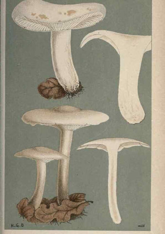 Reproducción/Reproduction 8163920149: Illustrations of British Fungi (Hymenomycetes), to serve as an atlas to the ""Handbook of British Fungi"".. LondonWilliams and Norgate1881-91