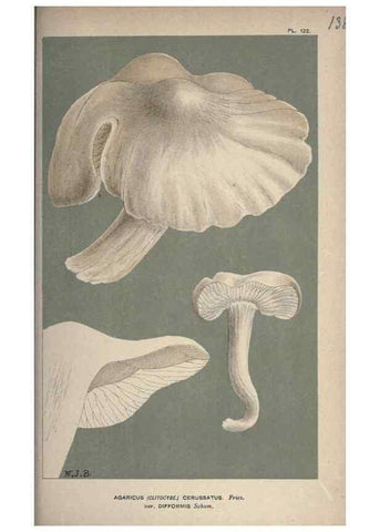 Reproducción/Reproduction 8163920539: Illustrations of British Fungi (Hymenomycetes), to serve as an atlas to the ""Handbook of British Fungi"".. LondonWilliams and Norgate1881-91