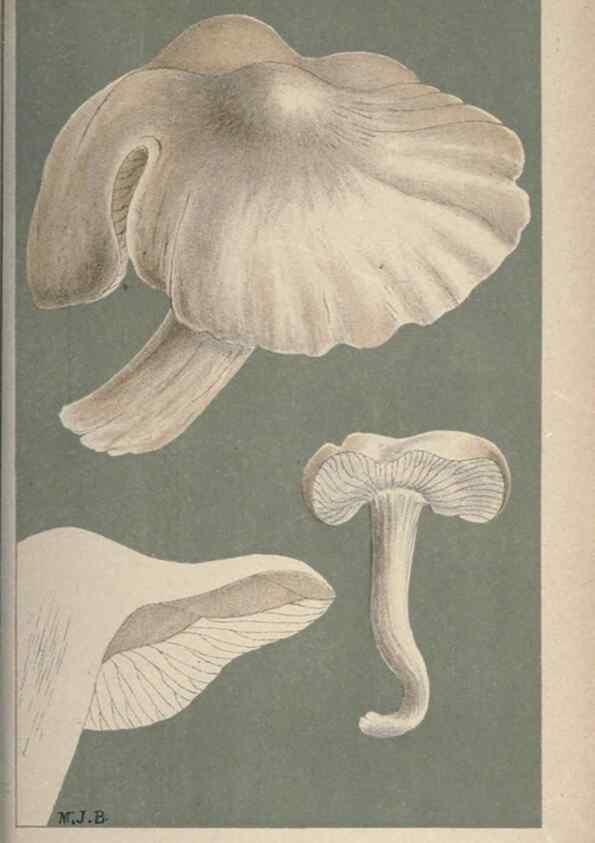 Reproducción/Reproduction 8163920539: Illustrations of British Fungi (Hymenomycetes), to serve as an atlas to the ""Handbook of British Fungi"".. LondonWilliams and Norgate1881-91