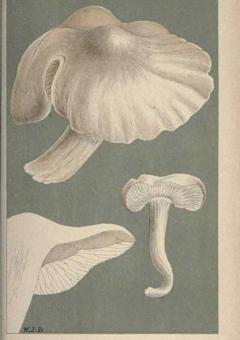 Reproducción/Reproduction 8163920539: Illustrations of British Fungi (Hymenomycetes), to serve as an atlas to the ""Handbook of British Fungi"".. LondonWilliams and Norgate1881-91
