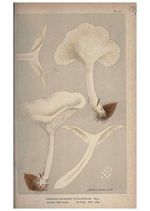 Reproducción/Reproduction 8163955088: Illustrations of British Fungi (Hymenomycetes), to serve as an atlas to the ""Handbook of British Fungi"".. LondonWilliams and Norgate1881-91