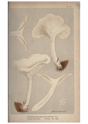 Reproducción/Reproduction 8163955088: Illustrations of British Fungi (Hymenomycetes), to serve as an atlas to the ""Handbook of British Fungi"".. LondonWilliams and Norgate1881-91