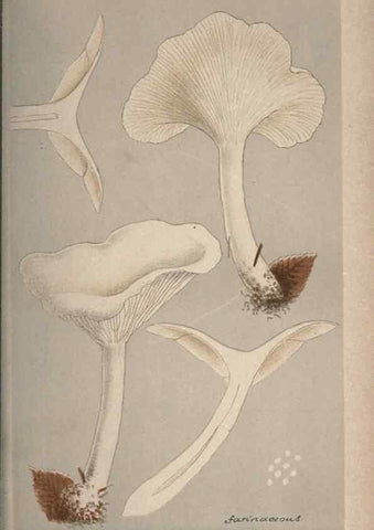 Reproducción/Reproduction 8163955088: Illustrations of British Fungi (Hymenomycetes), to serve as an atlas to the ""Handbook of British Fungi"".. LondonWilliams and Norgate1881-91