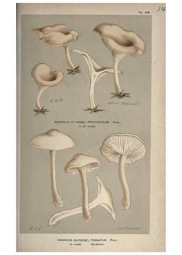 Reproducción/Reproduction 8163955508: Illustrations of British Fungi (Hymenomycetes), to serve as an atlas to the ""Handbook of British Fungi"".. LondonWilliams and Norgate1881-91