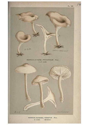 Reproducción/Reproduction 8163955508: Illustrations of British Fungi (Hymenomycetes), to serve as an atlas to the ""Handbook of British Fungi"".. LondonWilliams and Norgate1881-91