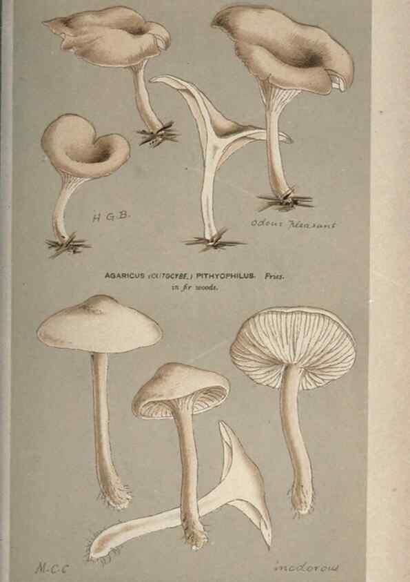 Reproducción/Reproduction 8163955508: Illustrations of British Fungi (Hymenomycetes), to serve as an atlas to the ""Handbook of British Fungi"".. LondonWilliams and Norgate1881-91