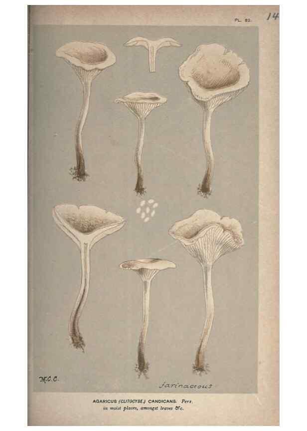 Reproducción/Reproduction 8163955918: Illustrations of British Fungi (Hymenomycetes), to serve as an atlas to the ""Handbook of British Fungi"".. LondonWilliams and Norgate1881-91