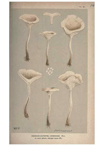 Reproducción/Reproduction 8163955918: Illustrations of British Fungi (Hymenomycetes), to serve as an atlas to the ""Handbook of British Fungi"".. LondonWilliams and Norgate1881-91