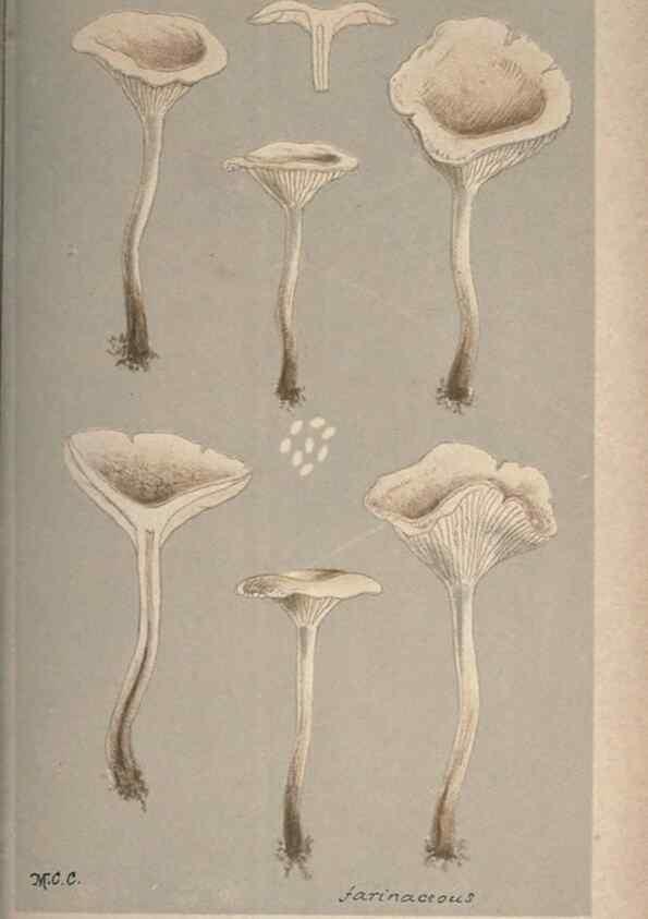 Reproducción/Reproduction 8163955918: Illustrations of British Fungi (Hymenomycetes), to serve as an atlas to the ""Handbook of British Fungi"".. LondonWilliams and Norgate1881-91