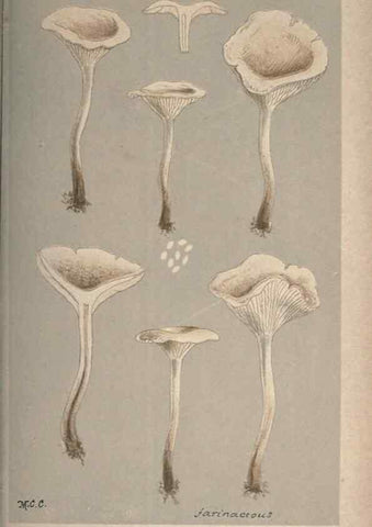 Reproducción/Reproduction 8163955918: Illustrations of British Fungi (Hymenomycetes), to serve as an atlas to the ""Handbook of British Fungi"".. LondonWilliams and Norgate1881-91