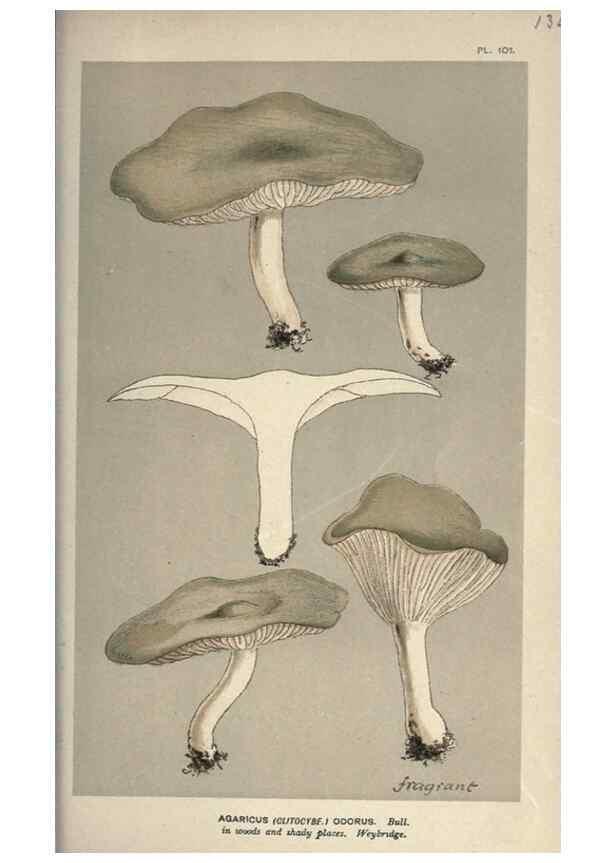Reproducción/Reproduction 8163952962: Illustrations of British Fungi (Hymenomycetes), to serve as an atlas to the ""Handbook of British Fungi"".. LondonWilliams and Norgate1881-91