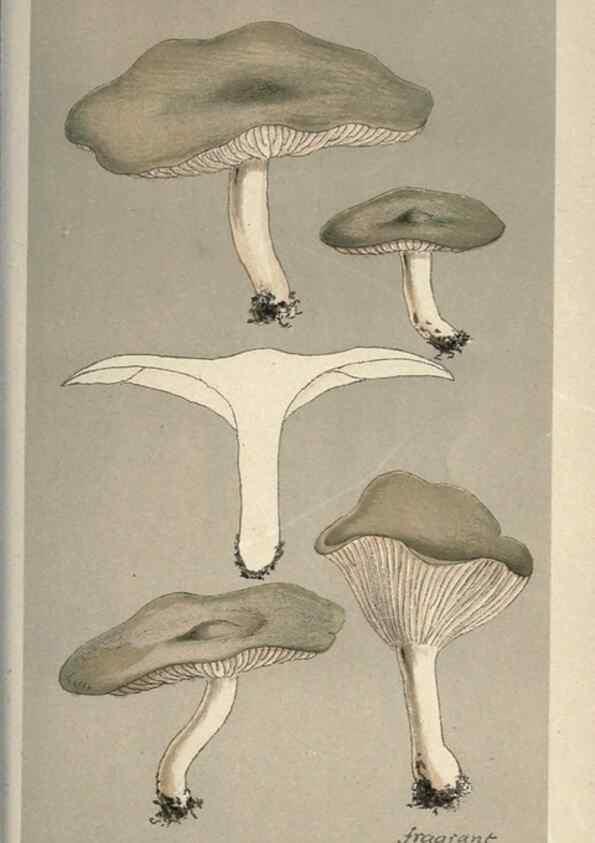 Reproducción/Reproduction 8163952962: Illustrations of British Fungi (Hymenomycetes), to serve as an atlas to the ""Handbook of British Fungi"".. LondonWilliams and Norgate1881-91
