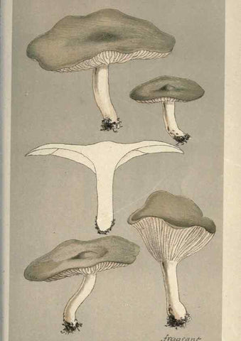 Reproducción/Reproduction 8163952962: Illustrations of British Fungi (Hymenomycetes), to serve as an atlas to the ""Handbook of British Fungi"".. LondonWilliams and Norgate1881-91