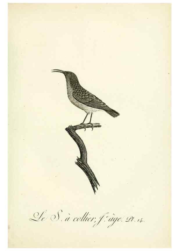 Reproducción/Reproduction 8221409496: Histoire naturelle et générale des grimpereaux et des oiseaux de paradis /. Paris :Desray ,an XI = 1802.