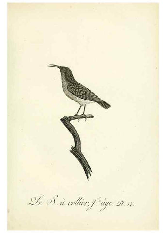 Reproducción/Reproduction 8221409496: Histoire naturelle et générale des grimpereaux et des oiseaux de paradis /. Paris :Desray ,an XI = 1802.