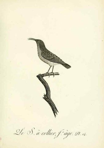 Reproducción/Reproduction 8221409496: Histoire naturelle et générale des grimpereaux et des oiseaux de paradis /. Paris :Desray ,an XI = 1802.