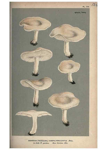 Reproducción/Reproduction 8163948246: Illustrations of British Fungi (Hymenomycetes), to serve as an atlas to the ""Handbook of British Fungi"".. LondonWilliams and Norgate1881-91