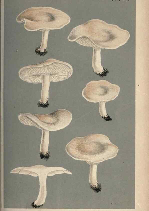 Reproducción/Reproduction 8163948246: Illustrations of British Fungi (Hymenomycetes), to serve as an atlas to the ""Handbook of British Fungi"".. LondonWilliams and Norgate1881-91
