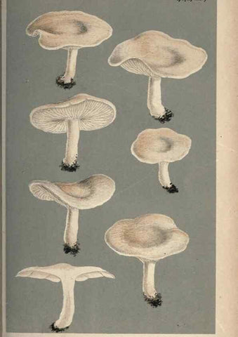 Reproducción/Reproduction 8163948246: Illustrations of British Fungi (Hymenomycetes), to serve as an atlas to the ""Handbook of British Fungi"".. LondonWilliams and Norgate1881-91