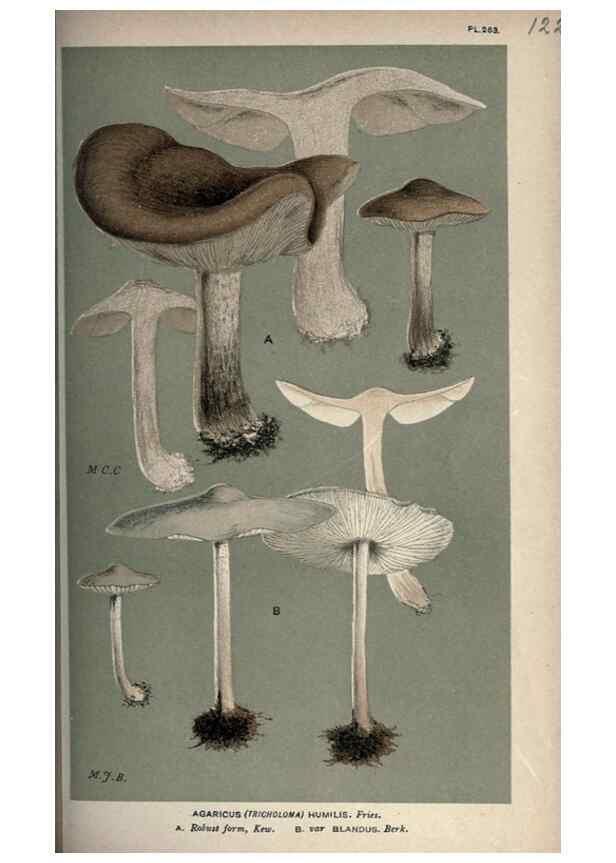 Reproducción/Reproduction 8163947438: Illustrations of British Fungi (Hymenomycetes), to serve as an atlas to the ""Handbook of British Fungi"".. LondonWilliams and Norgate1881-91