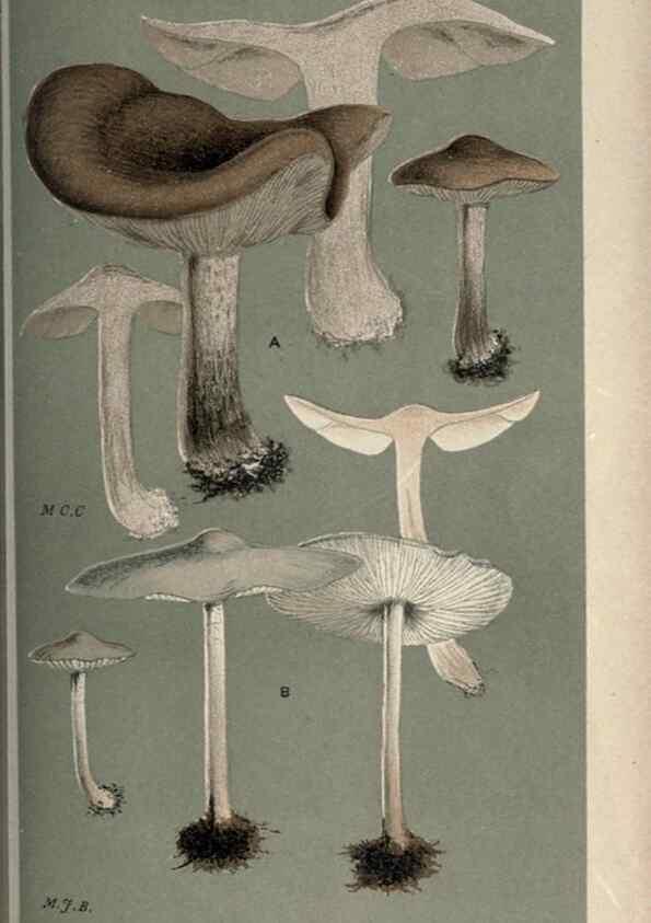 Reproducción/Reproduction 8163947438: Illustrations of British Fungi (Hymenomycetes), to serve as an atlas to the ""Handbook of British Fungi"".. LondonWilliams and Norgate1881-91
