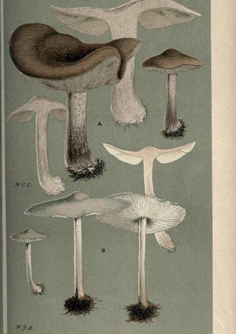 Reproducción/Reproduction 8163947438: Illustrations of British Fungi (Hymenomycetes), to serve as an atlas to the ""Handbook of British Fungi"".. LondonWilliams and Norgate1881-91