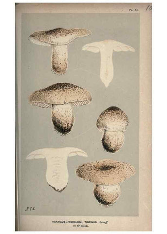 Reproducción/Reproduction 8163905311: Illustrations of British Fungi (Hymenomycetes), to serve as an atlas to the ""Handbook of British Fungi"".. LondonWilliams and Norgate1881-91