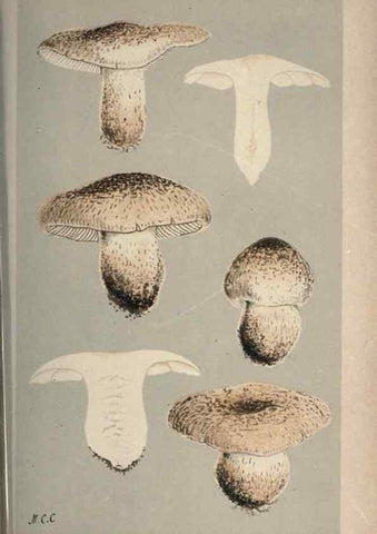 Reproducción/Reproduction 8163905311: Illustrations of British Fungi (Hymenomycetes), to serve as an atlas to the ""Handbook of British Fungi"".. LondonWilliams and Norgate1881-91