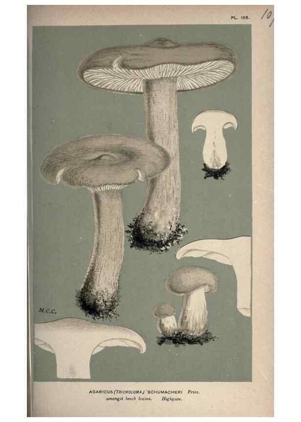 Reproducción/Reproduction 8163939998: Illustrations of British Fungi (Hymenomycetes), to serve as an atlas to the ""Handbook of British Fungi"".. LondonWilliams and Norgate1881-91
