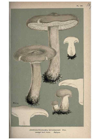 Reproducción/Reproduction 8163939998: Illustrations of British Fungi (Hymenomycetes), to serve as an atlas to the ""Handbook of British Fungi"".. LondonWilliams and Norgate1881-91
