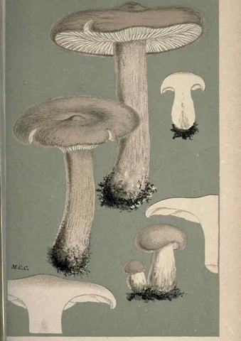 Reproducción/Reproduction 8163939998: Illustrations of British Fungi (Hymenomycetes), to serve as an atlas to the ""Handbook of British Fungi"".. LondonWilliams and Norgate1881-91
