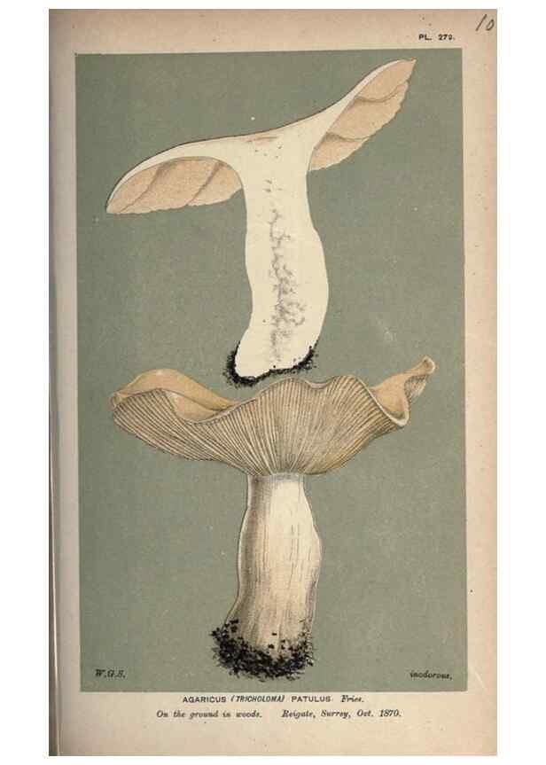 Reproducción/Reproduction 8163940496: Illustrations of British Fungi (Hymenomycetes), to serve as an atlas to the ""Handbook of British Fungi"".. LondonWilliams and Norgate1881-91