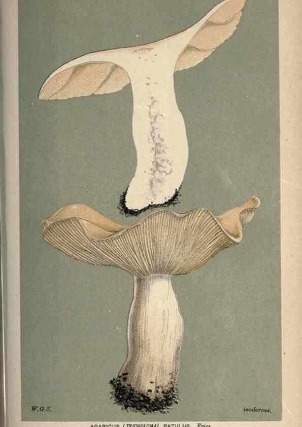 Reproducción/Reproduction 8163940496: Illustrations of British Fungi (Hymenomycetes), to serve as an atlas to the ""Handbook of British Fungi"".. LondonWilliams and Norgate1881-91