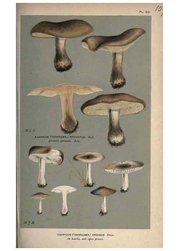 Reproducción/Reproduction 8163941016: Illustrations of British Fungi (Hymenomycetes), to serve as an atlas to the ""Handbook of British Fungi"".. LondonWilliams and Norgate1881-91