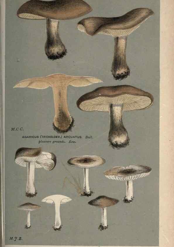Reproducción/Reproduction 8163941016: Illustrations of British Fungi (Hymenomycetes), to serve as an atlas to the ""Handbook of British Fungi"".. LondonWilliams and Norgate1881-91
