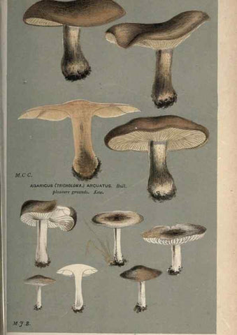 Reproducción/Reproduction 8163941016: Illustrations of British Fungi (Hymenomycetes), to serve as an atlas to the ""Handbook of British Fungi"".. LondonWilliams and Norgate1881-91