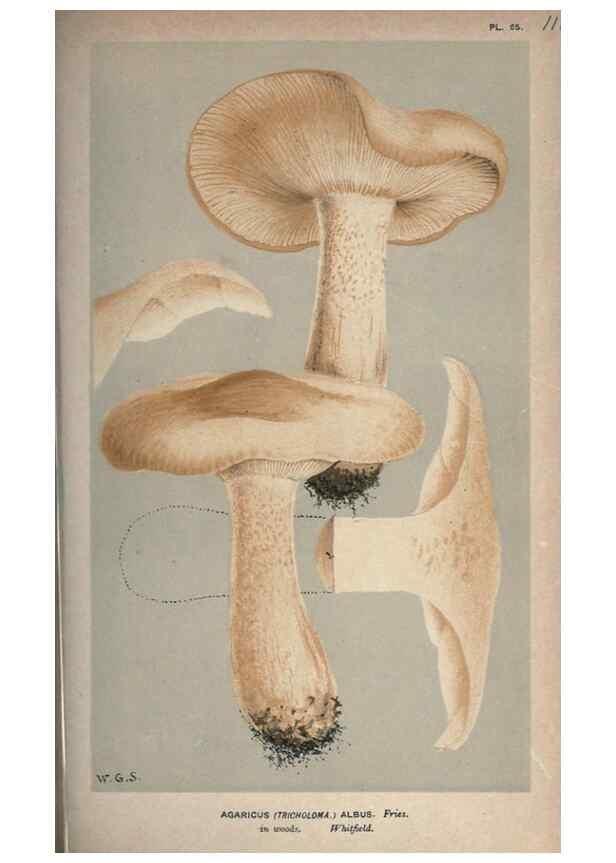 Reproducción/Reproduction 8163907547: Illustrations of British Fungi (Hymenomycetes), to serve as an atlas to the ""Handbook of British Fungi"".. LondonWilliams and Norgate1881-91