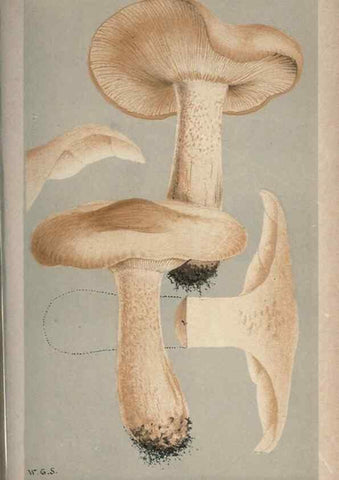 Reproducción/Reproduction 8163907547: Illustrations of British Fungi (Hymenomycetes), to serve as an atlas to the ""Handbook of British Fungi"".. LondonWilliams and Norgate1881-91