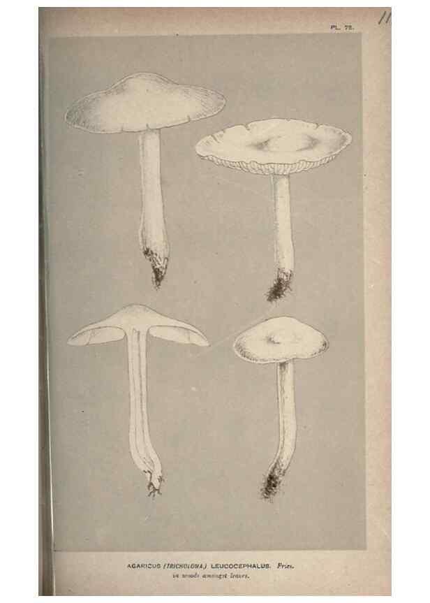 Reproducción/Reproduction 8163908063: Illustrations of British Fungi (Hymenomycetes), to serve as an atlas to the ""Handbook of British Fungi"".. LondonWilliams and Norgate1881-91