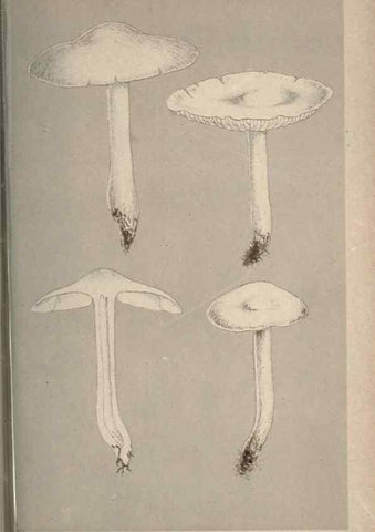 Reproducción/Reproduction 8163908063: Illustrations of British Fungi (Hymenomycetes), to serve as an atlas to the ""Handbook of British Fungi"".. LondonWilliams and Norgate1881-91