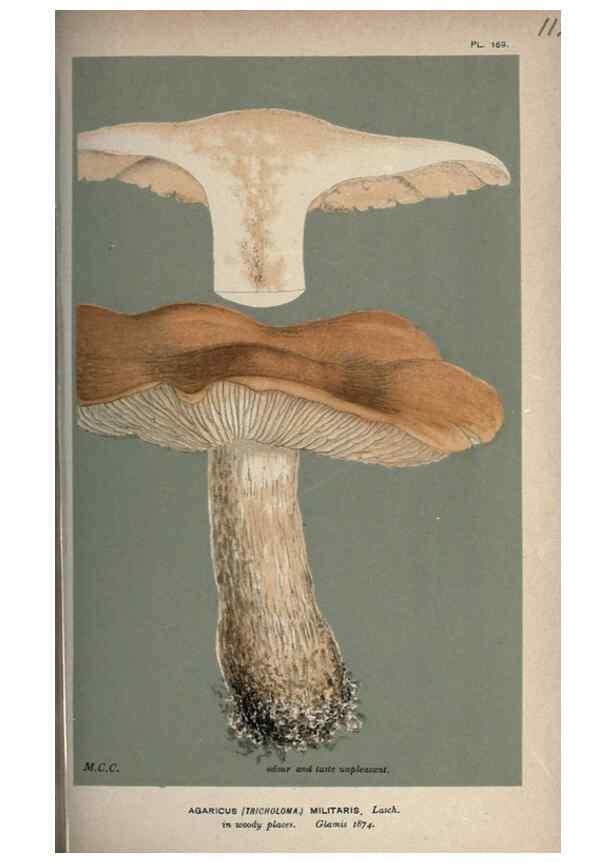 Reproducción/Reproduction 8163908677: Illustrations of British Fungi (Hymenomycetes), to serve as an atlas to the ""Handbook of British Fungi"".. LondonWilliams and Norgate1881-91